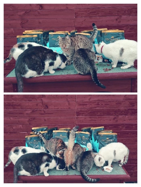 Pomocná packa pro toulavé kočky